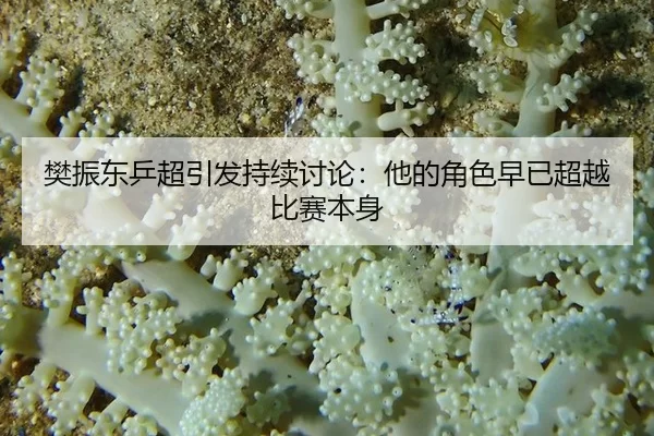樊振东乒超引发持续讨论：他的角色早已超越比赛本身